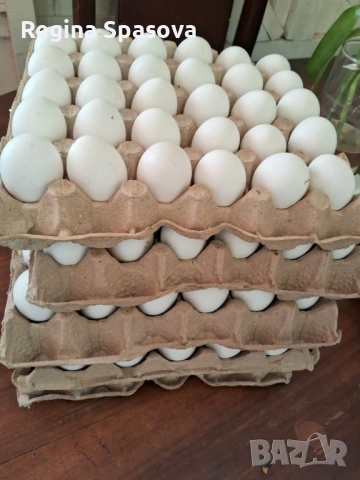 Оплодени яйца, Бял Легхорн , снимка 3 - За птици - 53649790