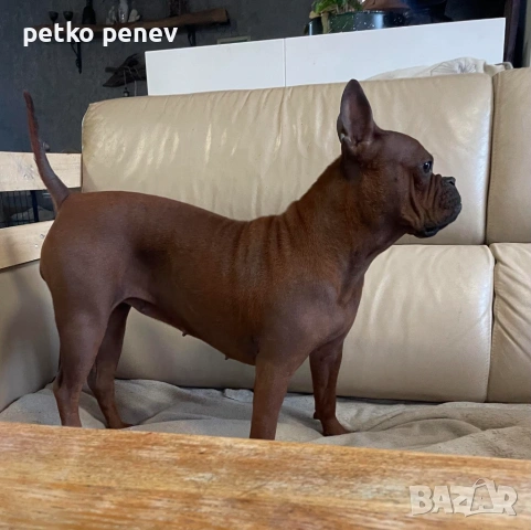 Подаряваме чунцин, китайски булдог , снимка 2 - Френски булдог - 53935843