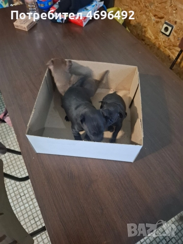 продавам пясъчни пинчери., снимка 6 - Пинчер - 52944172