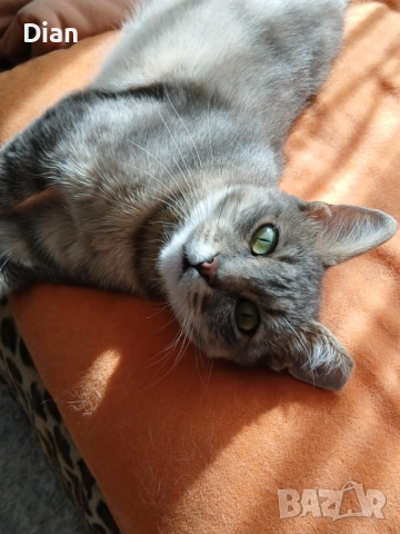 Подарявам котка, Синьо Таби, женска, кастрирана , снимка 2 - Други - 52177916
