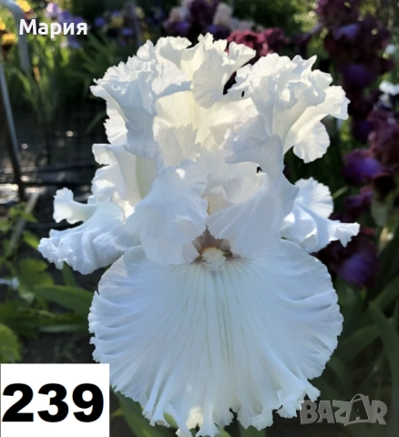 Сортови вискоки ириси /брадати ириси, снимка 11 - Градински цветя и растения - 51459299