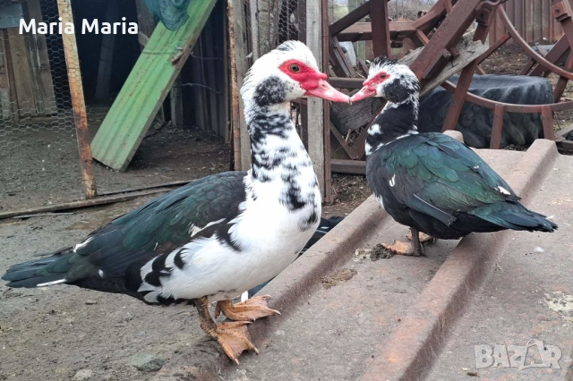 неми патици /юрдечки/, пуйки