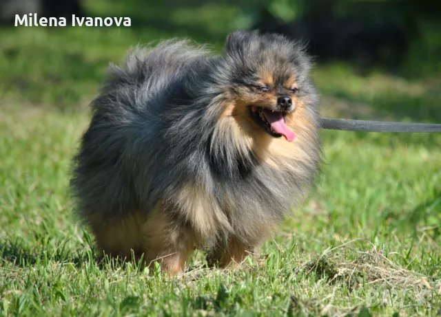 Померан мерле с родословие , снимка 3 - Померан - 50173884