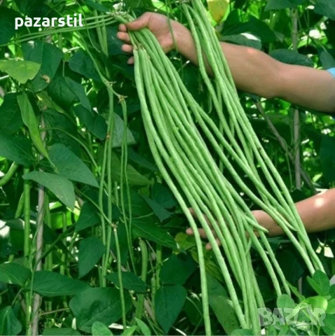 Аспержов боб , снимка 1