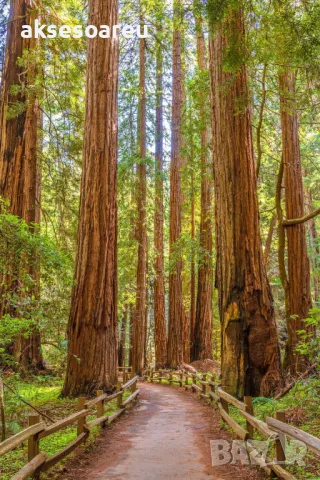 Нови качествени 15 семена от гигантска секвоя мамутово дърво sequoiadendron giganteum за декорация, снимка 8 - Сортови семена и луковици - 50223094