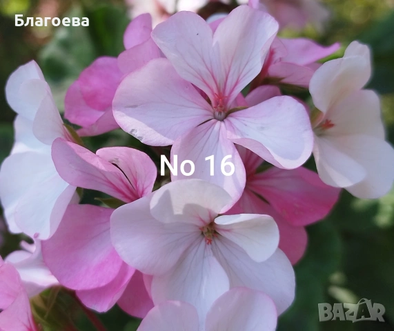 Комплект вкоренени резници Мушкато 5 бр - 5 цвята , снимка 4 - Стайни растения - 46905641