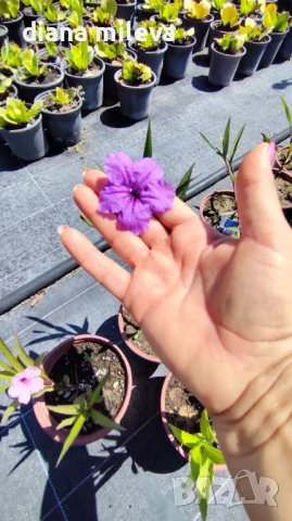 Руелия, Мексиканска петуния в три различни цвята!, снимка 4 - Градински цветя и растения - 50923578