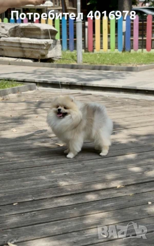 Померан момче с Родословие fci, снимка 5 - Померан - 48412694