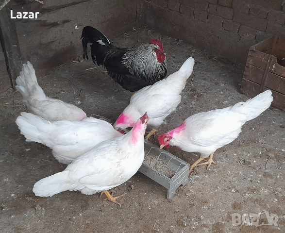 Продавам легхорни, снимка 3 - Кокошки и пуйки - 53889012