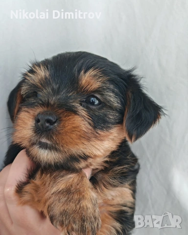 продавам йоркита, снимка 5 - Йоркширски териер - 53816766