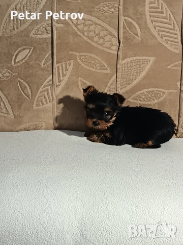 Йоркширски териер , снимка 16 - Йоркширски териер - 54063849