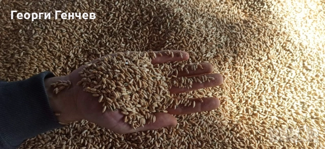 Продавам Слънчоглед, Пшеница и Овес, реколта 2025г., снимка 5 - За селскостопански - 51316517