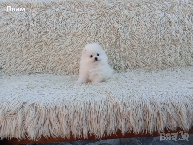 Померани. Реални снимки!!!, снимка 6 - Померан - 54036819