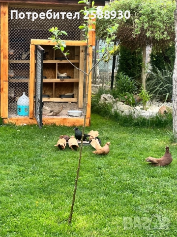 Продавам Плевенски гълъби и Воалера, снимка 2 - Гълъби - 51943512