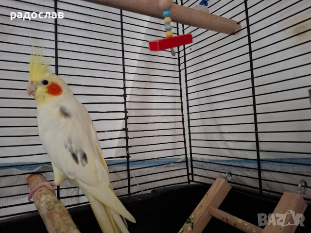 Двойка корели , снимка 2 - Папагали - 52532712