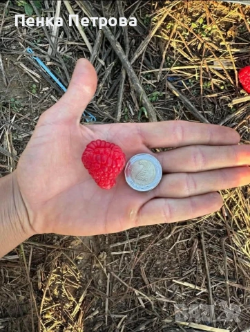 градински разсад, снимка 4 - Градински цветя и растения - 53715877