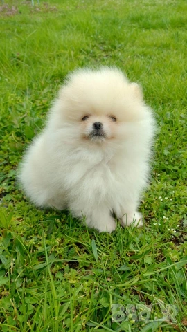 Мини померан