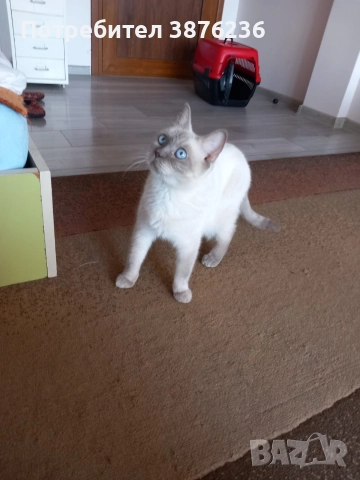 Колор пойнт