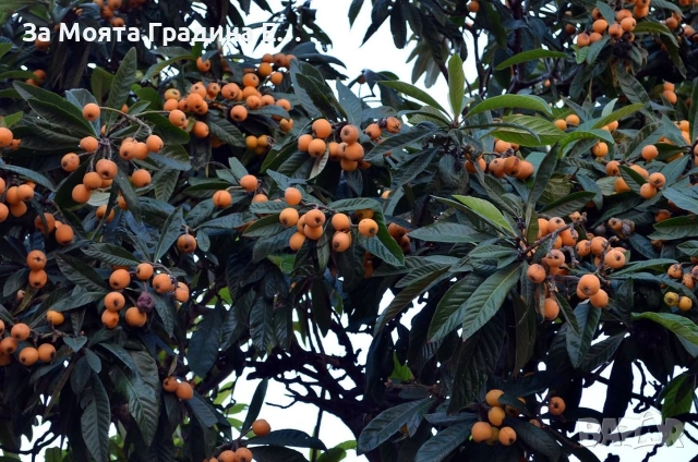 Японска Мушмула , снимка 5 - Градински цветя и растения - 53620954