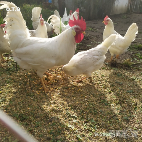 Петли бял легхорн!!