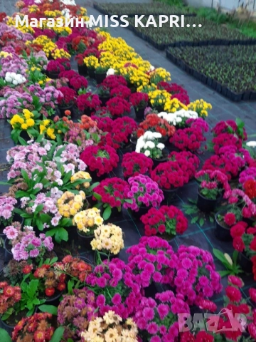 Хризантема, снимка 2 - Градински цветя и растения - 52362925