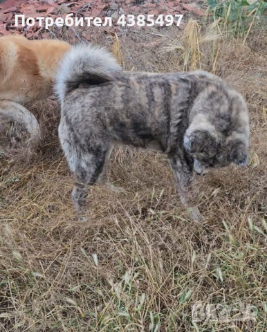 Акита Ину женска, снимка 3 - Акита ину - 53765637