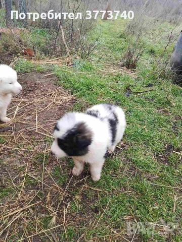 Подарявам кученца-каракачанки