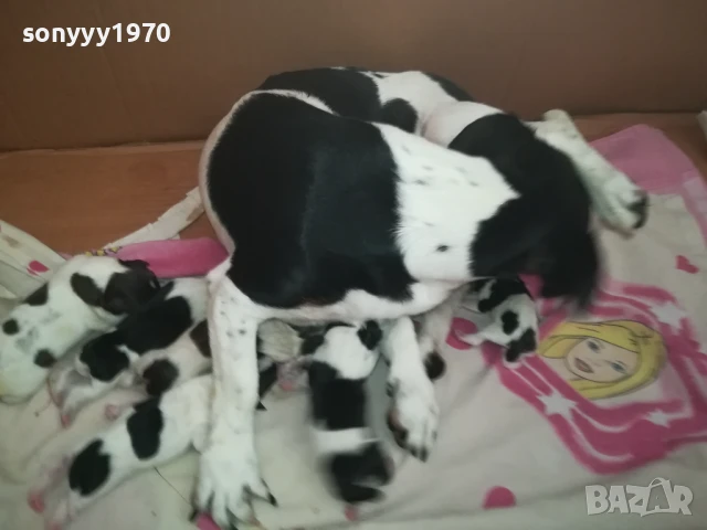 ДЖАК РЪСЕЛ БЕБЕТА-РОДЕНИ ДНЕС 11.08.25г 1108251838, снимка 12 - Джак ръсел териер - 51331559