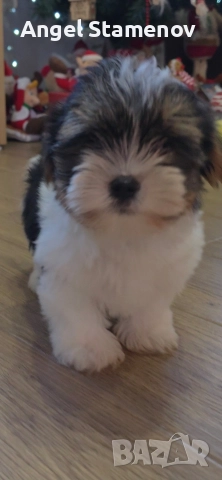 Йорки бивер териер,две момченца!, снимка 13 - Йоркширски териер - 52850201