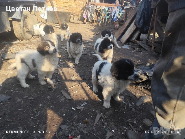 Каракачанки , снимка 12 - Каракачанска овчарка - 53824782