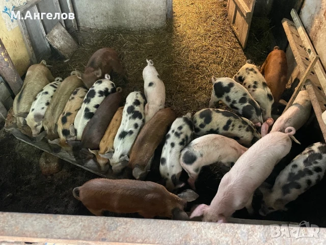 Малки прасенца , снимка 1