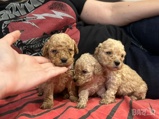 Пудел той , снимка 2 - Пудели - 53697550