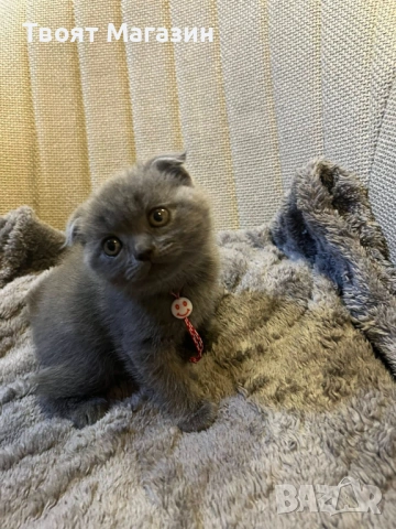 Сиво британско-шотландско момиче – социализирано и игриво, снимка 6 - Други - 54029377