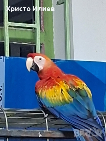 Продава кротка ара макао 