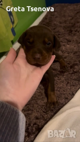 Чистокръвно кафяво доберманче, снимка 10 - Доберман - 53692541