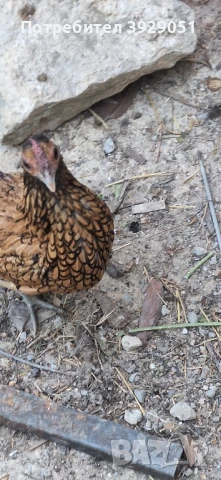 продавам ярки и петли зибрайт, снимка 14 - Кокошки и пуйки - 50129003