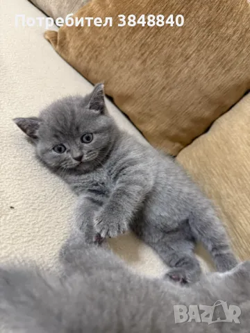 Чистокръвни малки сини британчета , снимка 1