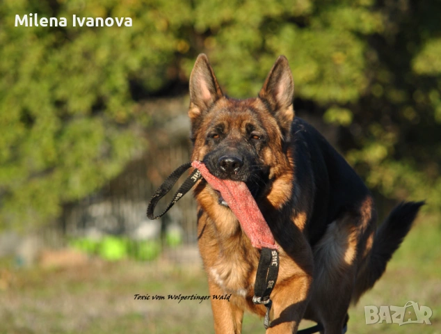 Женска немска овчарка с дълъг косъм от развъдник , снимка 14 - Немска овчарка - 54174191