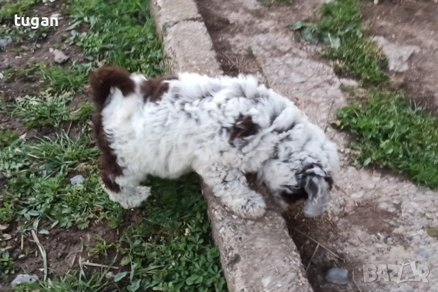 Бебета Лагото Романьоло / Lagotto Romagnolo, снимка 3 - Други - 54303243