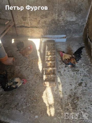 продавам заменям петлета джинки , снимка 4 - Кокошки и пуйки - 53522399