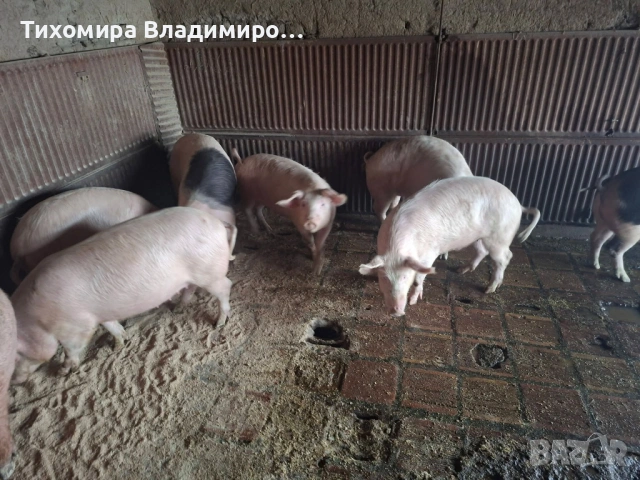 Свободни прасета , снимка 2 - Прасета - 53688223