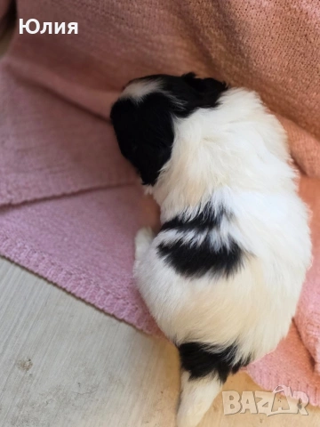 Японски хинчета, снимка 9 - Други - 52506287