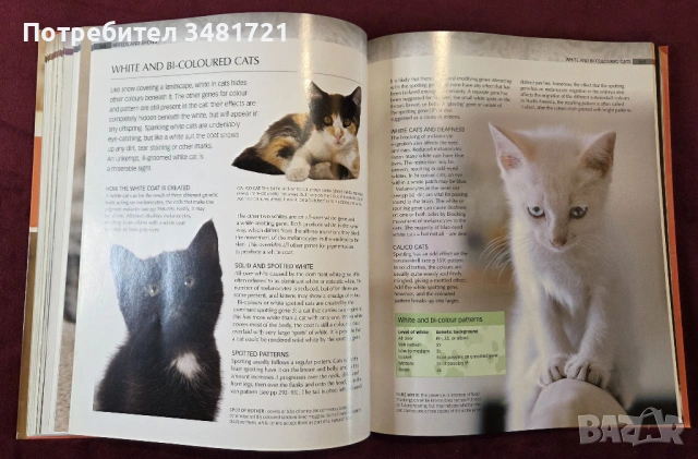 Енциклопедия на котките / Encyclopedia of Cats, снимка 8 - Енциклопедии, справочници - 53748636