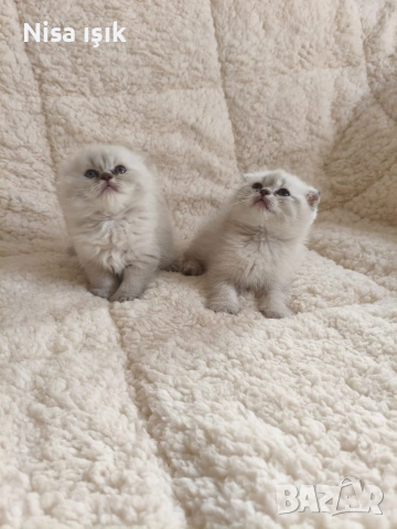 уникални пухчета този вечер може да е с вас, снимка 3 - Британска късокосместа - 53799849
