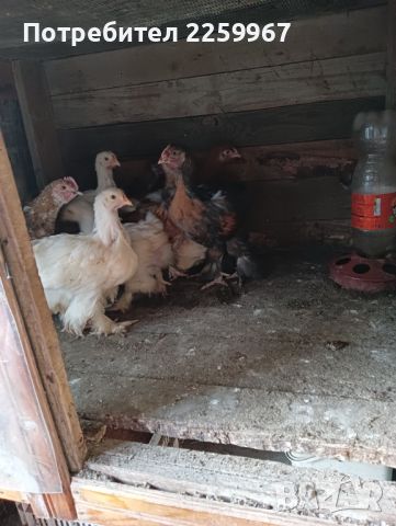 Продавам пилета порода кохин и джинк, снимка 4 - Кокошки и пуйки - 45710957