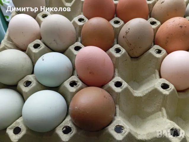 яйца за консумация- 50ст., снимка 7 - Домашни продукти - 48549443