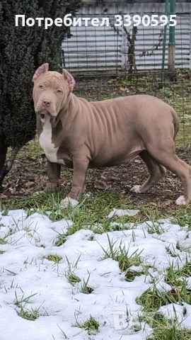 Американско були Хл , снимка 3 - Други - 53777825