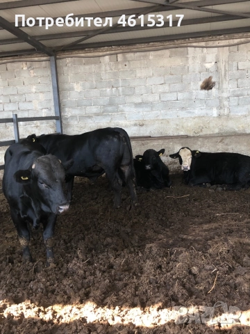 Продавам телета и телешко месо, снимка 2 - Крави - 51962404