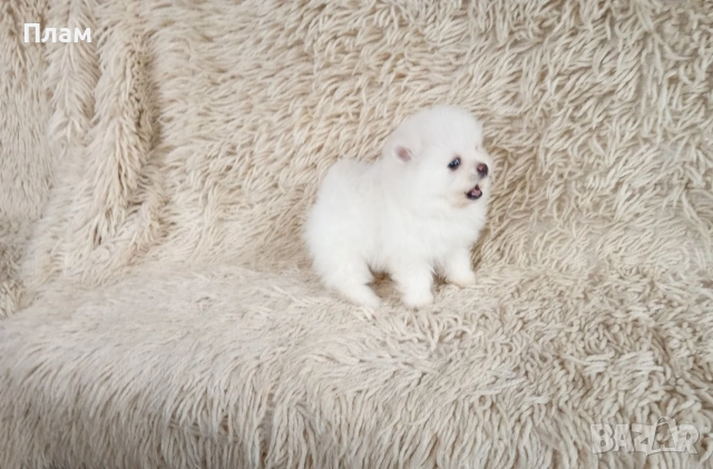 Богат избор на Померани. Реални снимки!!!, снимка 4 - Померан - 54036819