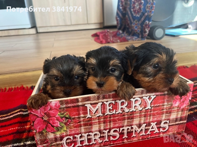 Йоркширски териер